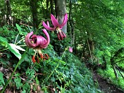 34 Lilium martagon (Giglio martagone)